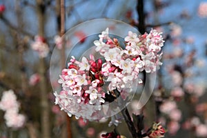 Viburnum x bodnantense Dawn photo